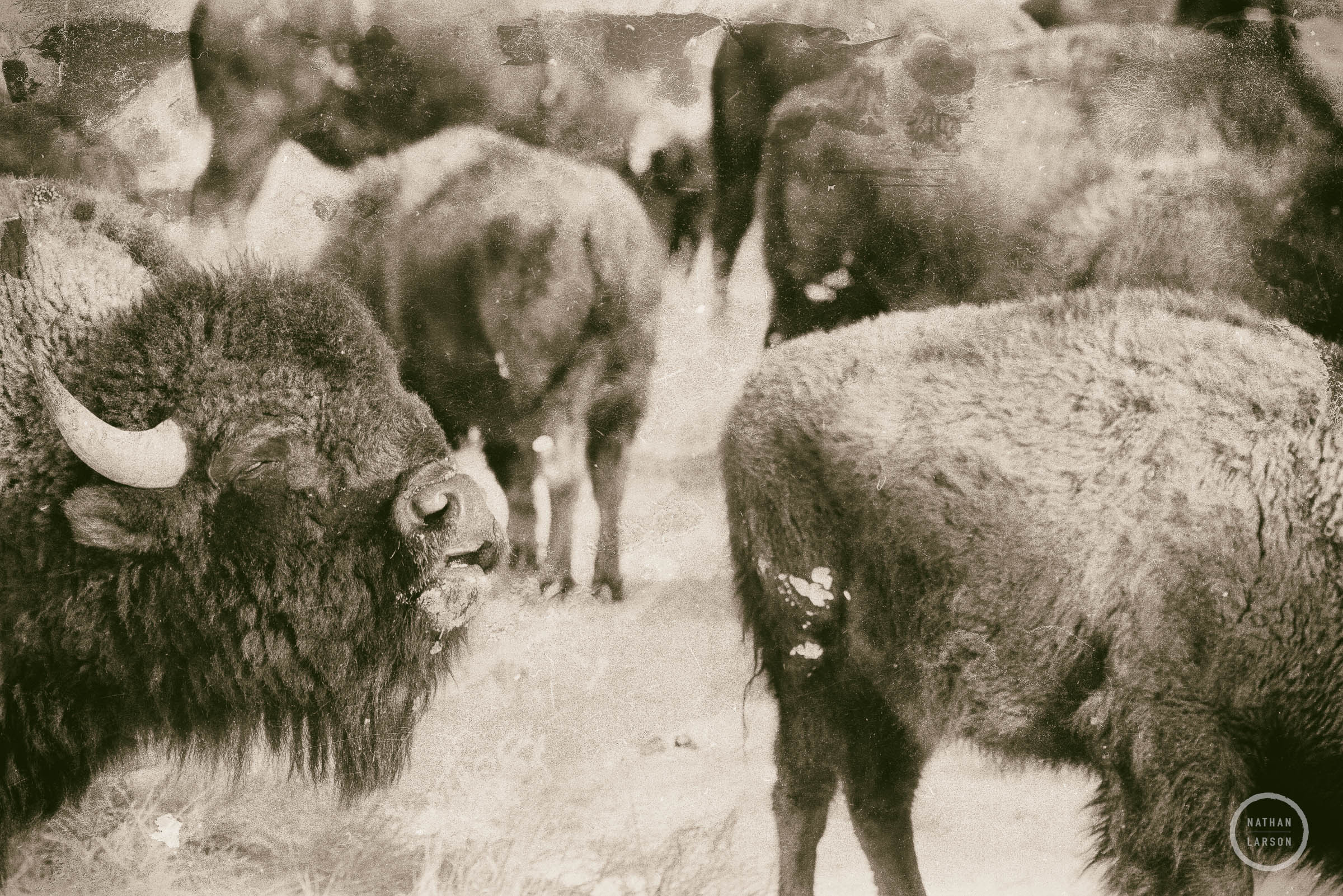 An American Bison Herd on the open range. A bull sends out a deep call and moves the herd forward.