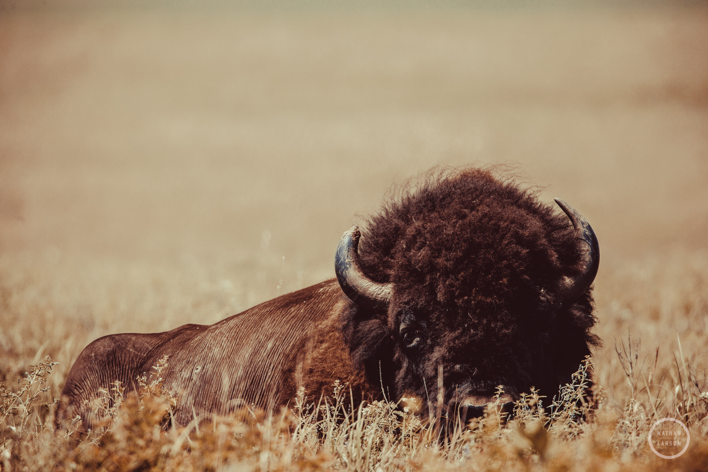 American Bison in the tall grass praires of Kansas. One horn showing signs of wear and age. The golden light of the afternoon...